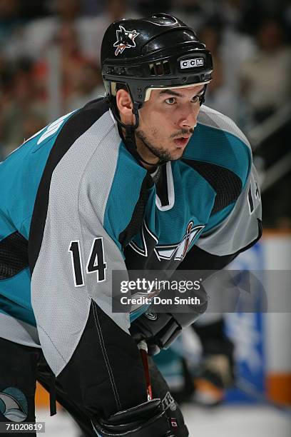 Jonathan Cheechoo of the San Jose Sharks readies for a faceoff during game five of the Western Conference Semifinals against the Edmonton Oilers on...