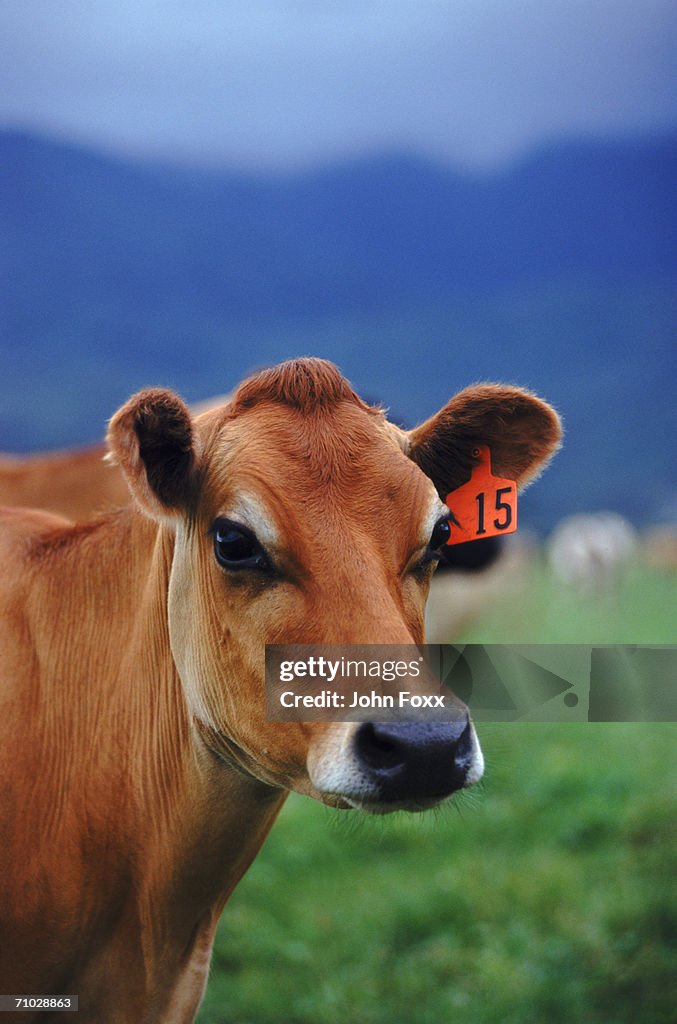 Cow