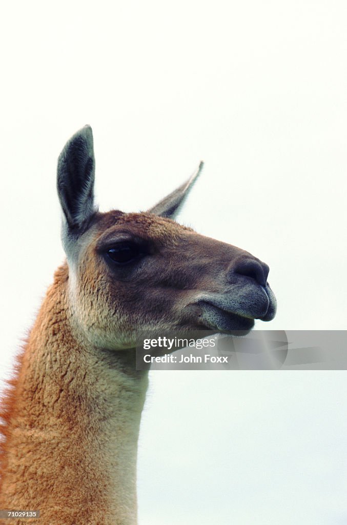 Lama