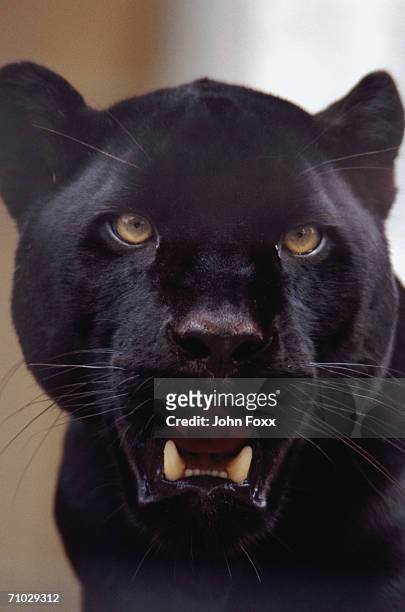 panther - black leopard fotografías e imágenes de stock