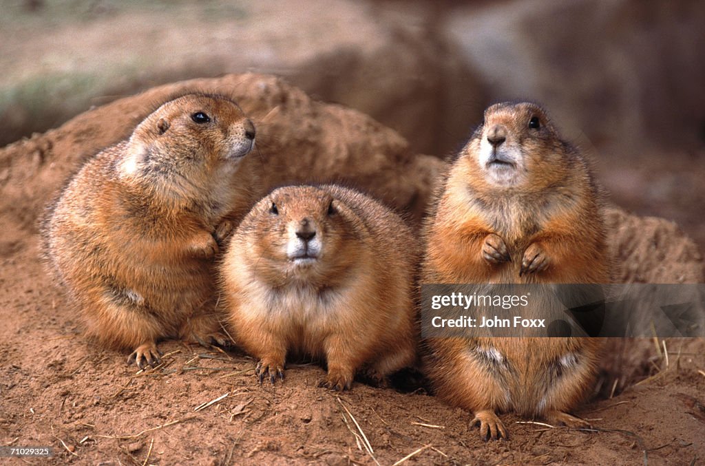 Prairie dogs