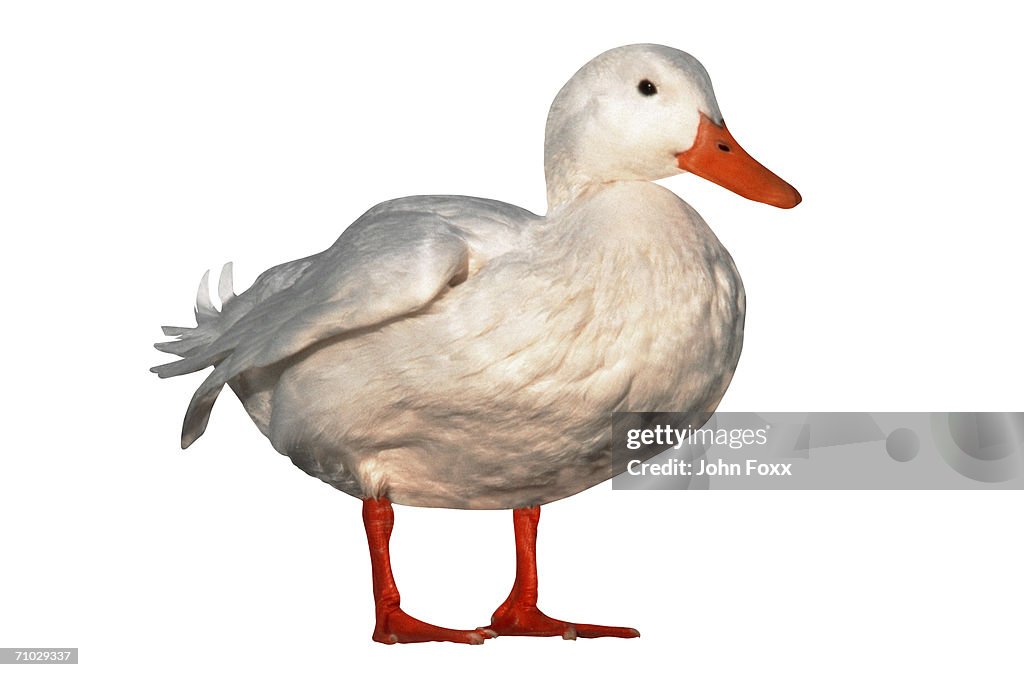 Duck standing on white background, close-up