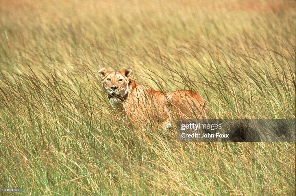 Lion in Savannah grassland (differential focus) 