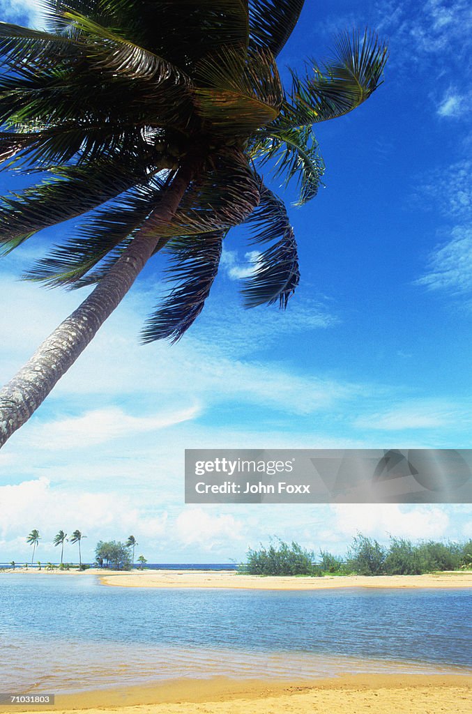Palm on tropical beach