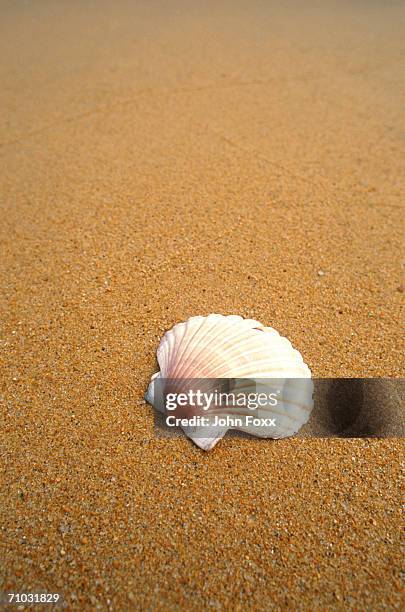 Fiji Shell Photos and Premium High Res Pictures - Getty Images