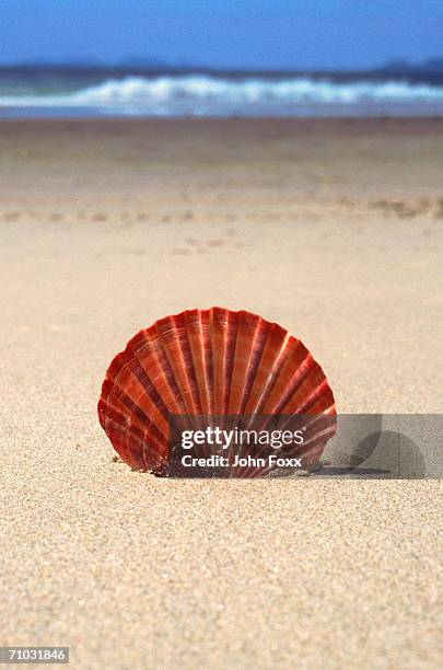 101 Fiji Shell Stock Photos, High-Res Pictures, and Images - Getty Images