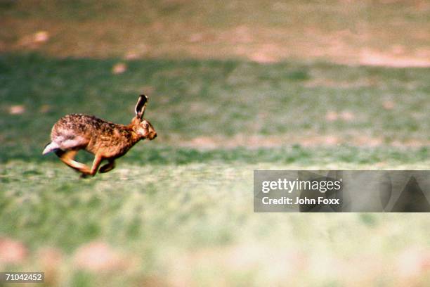807 Running Hares Stock Photos, High-Res Pictures, and Images - Getty ...