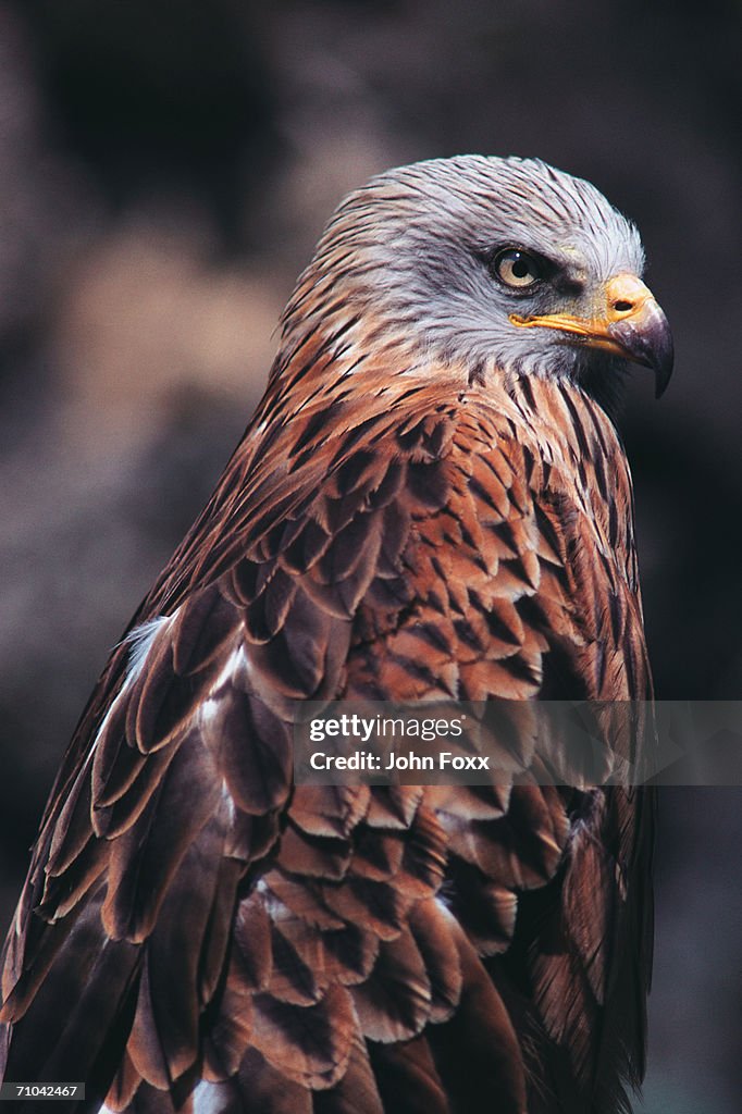 Red kite