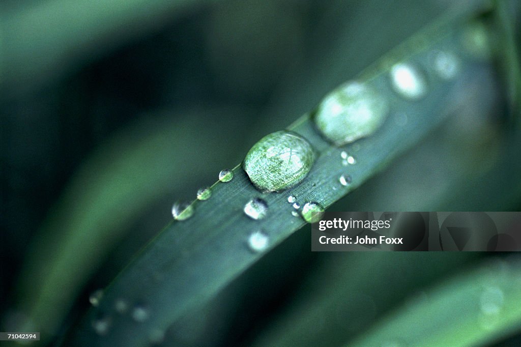 Water drops on leaf