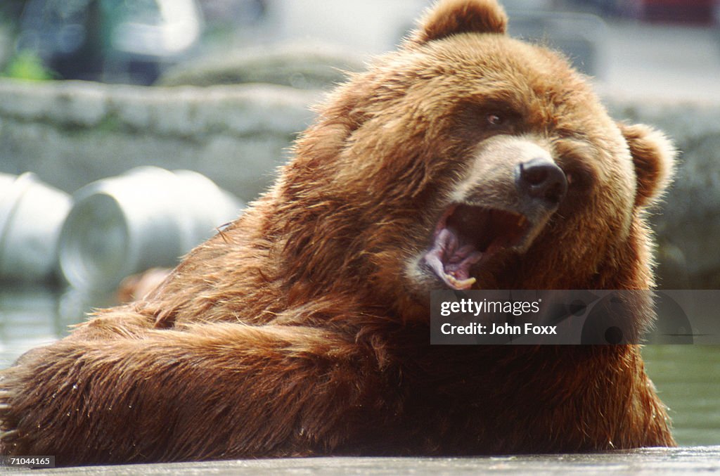 Brown bear