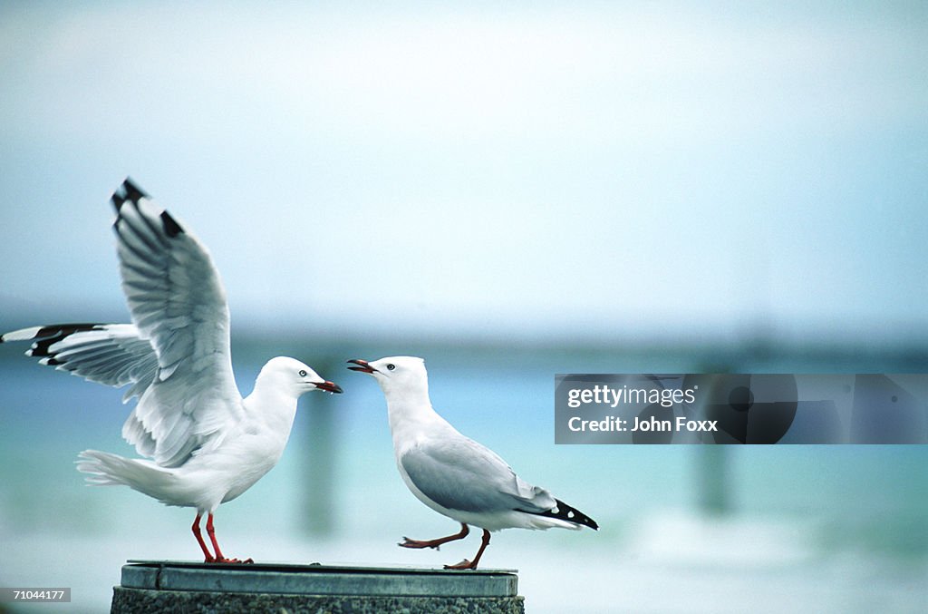 Sea-gulls