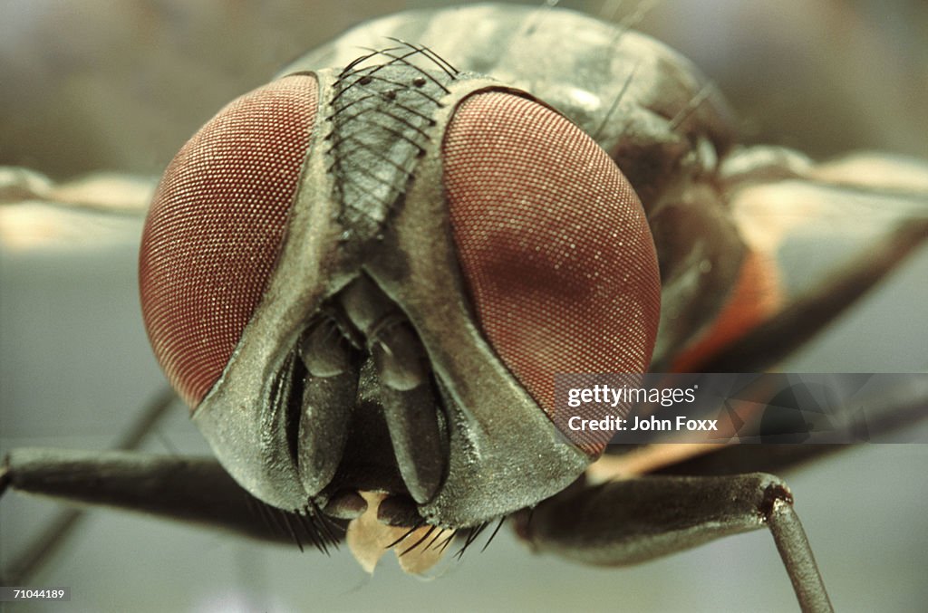 Magnifying Insects Magnified Insect High-Res Stock Photo - Getty Images