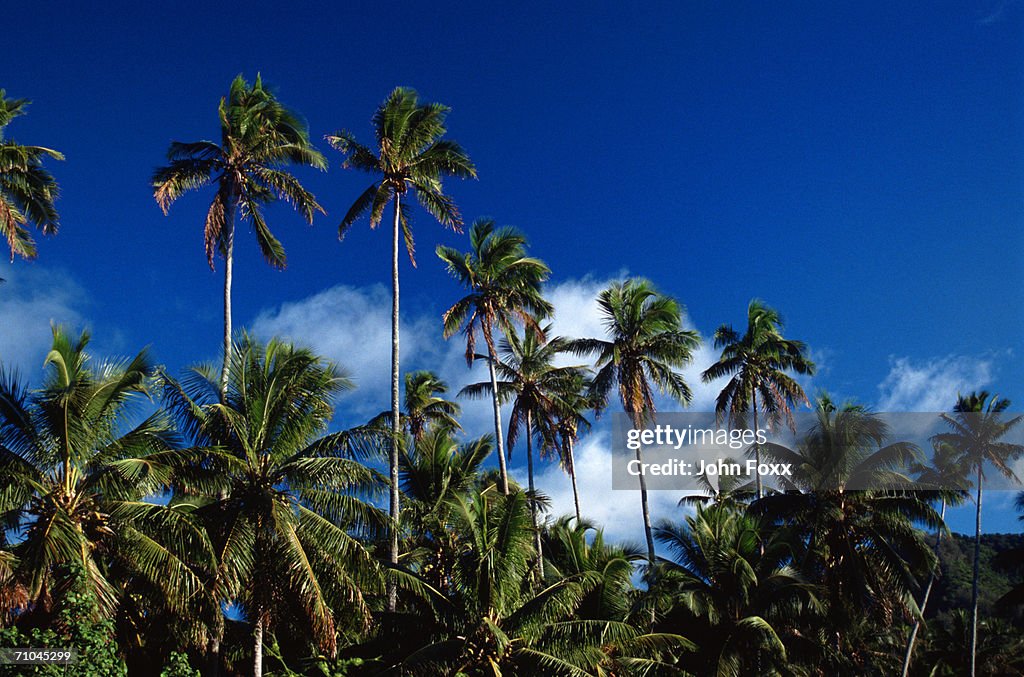 View of palm trees against blue sky, low angle view
