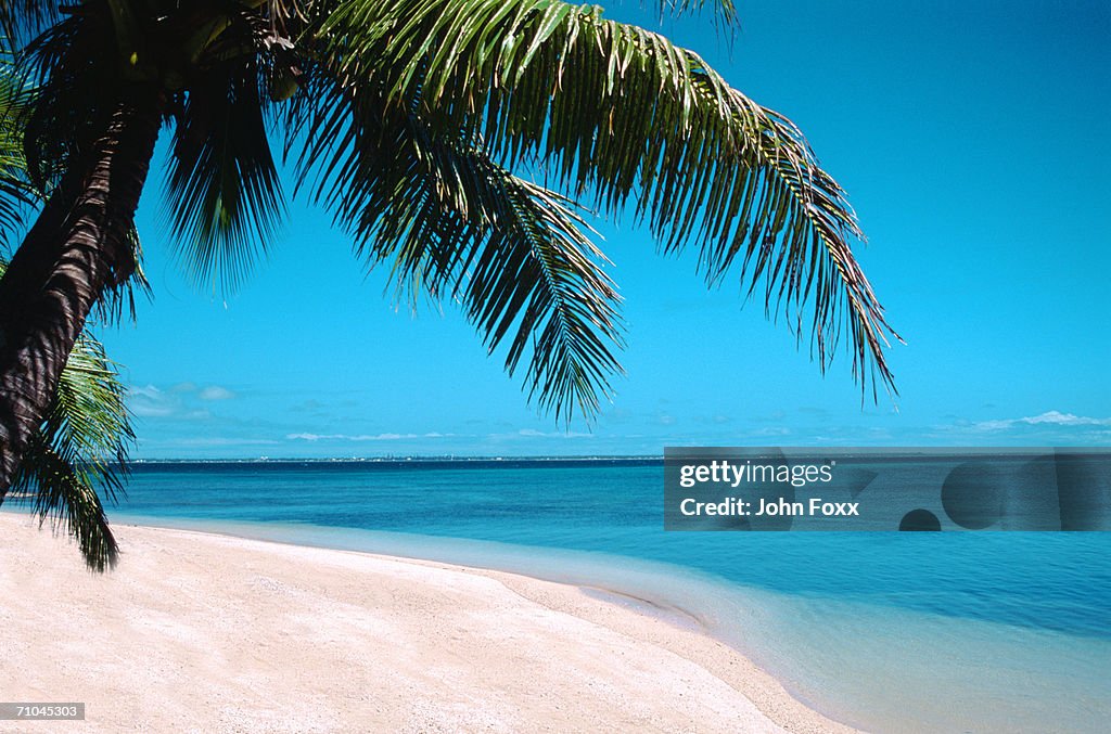 Palm tree on beach