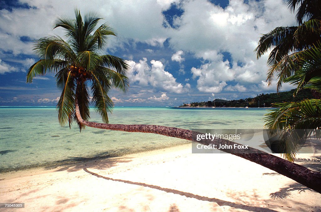 Palm trees on beach