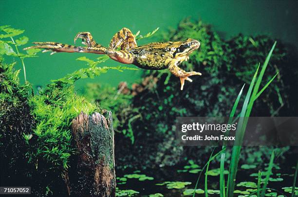 green frog jumping - frog jump stock pictures, royalty-free photos & images