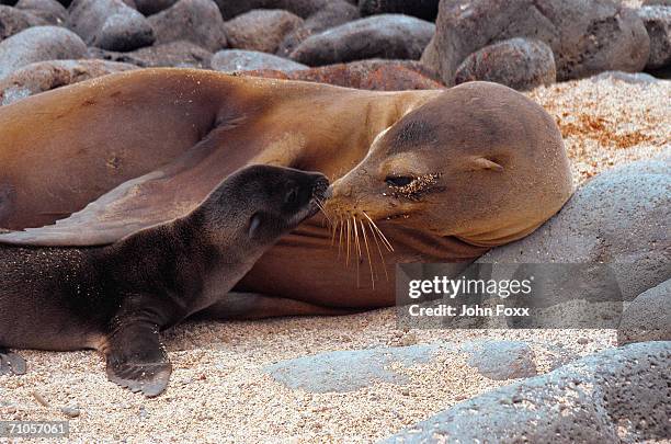 galapagos sea-lion with young - galapagos stock pictures, royalty-free photos & images