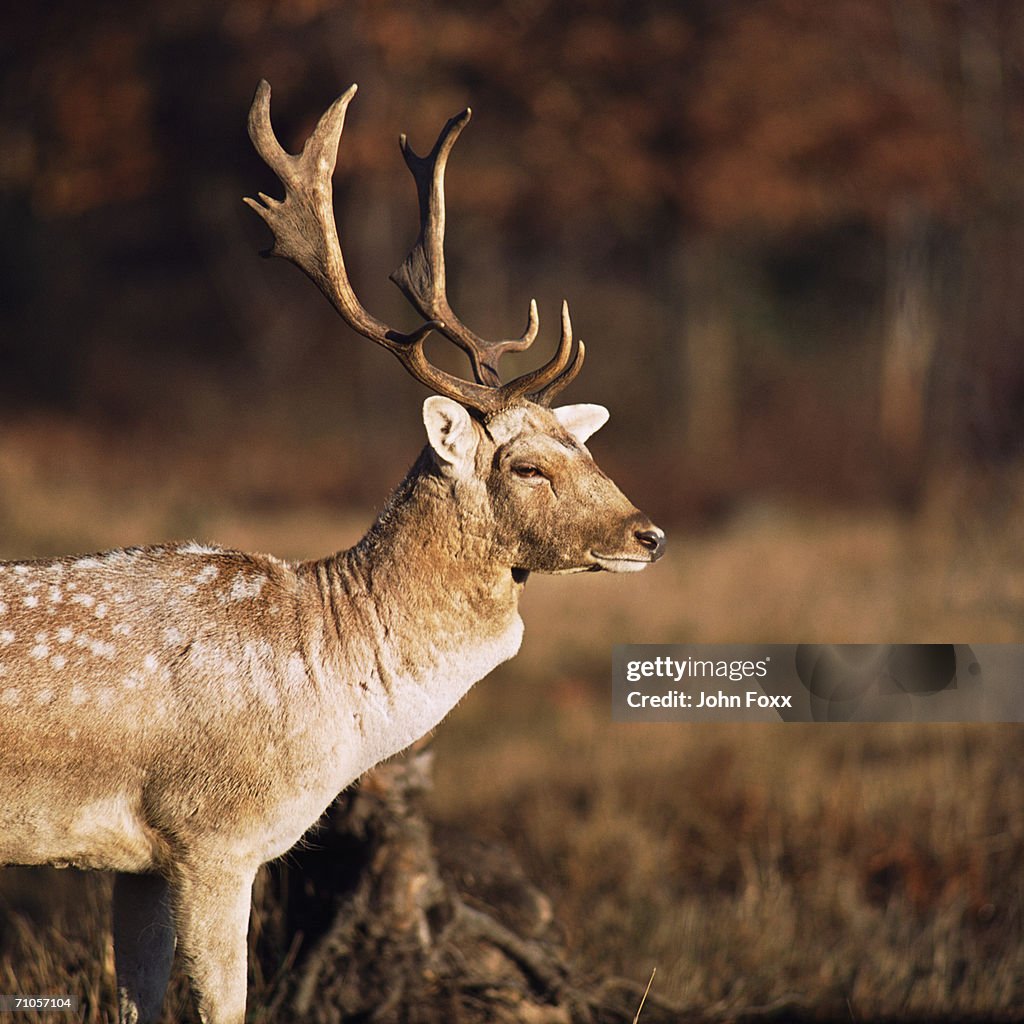 Fallow deer