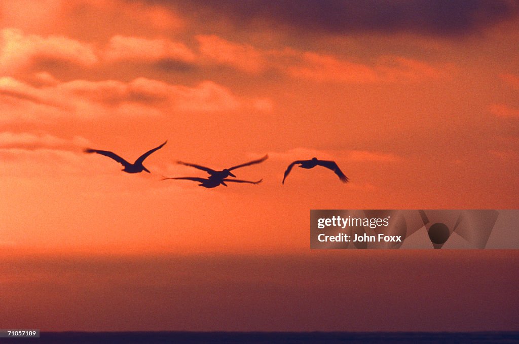 Pelicans