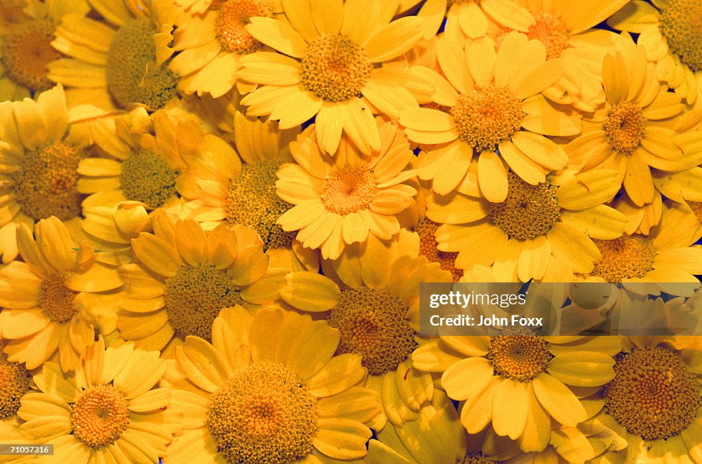 Composition of yellow flowers