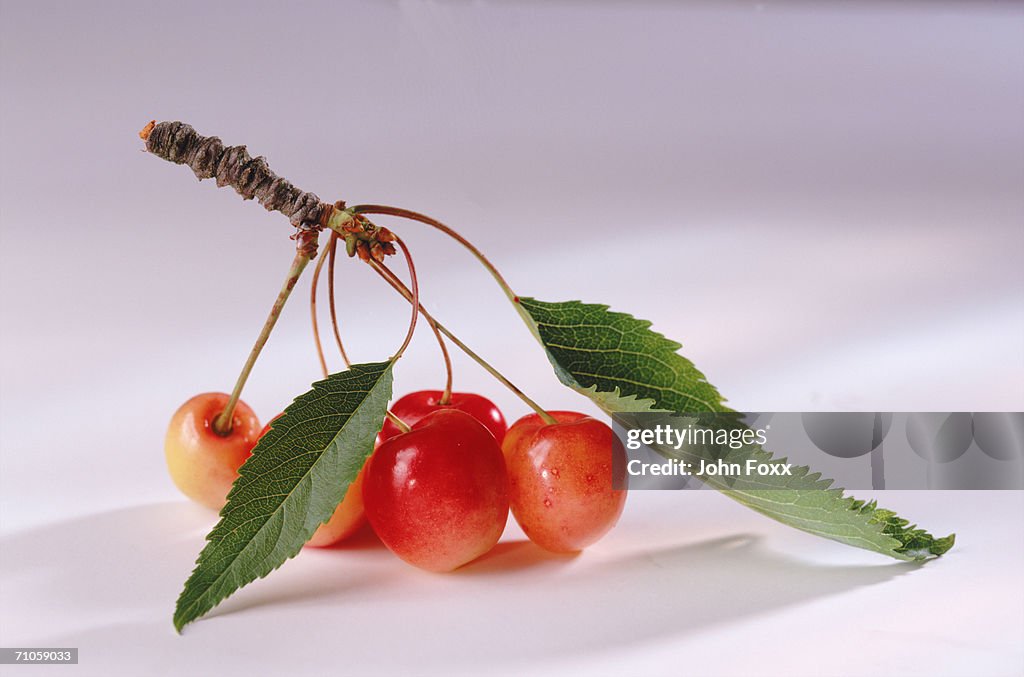 Cheery with leaf on white background, close-up