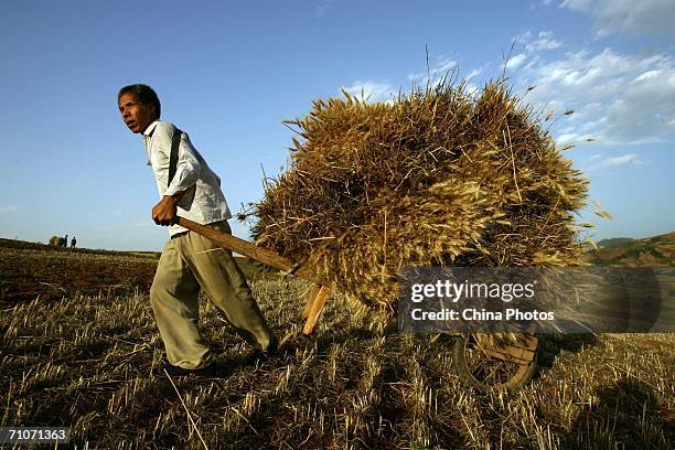 Farmer carries harvested wheat home May 26, 2006 in Lantian County of Xian, Shaanxi Province China. Late May and early June is the harvest season for...