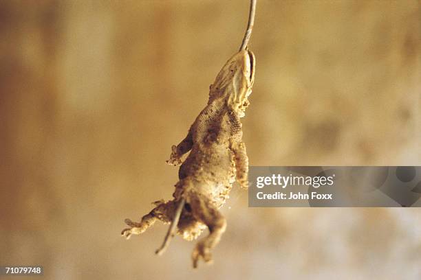293 Dead Lizard Stock Photos, High-Res Pictures, and Images - Getty Images