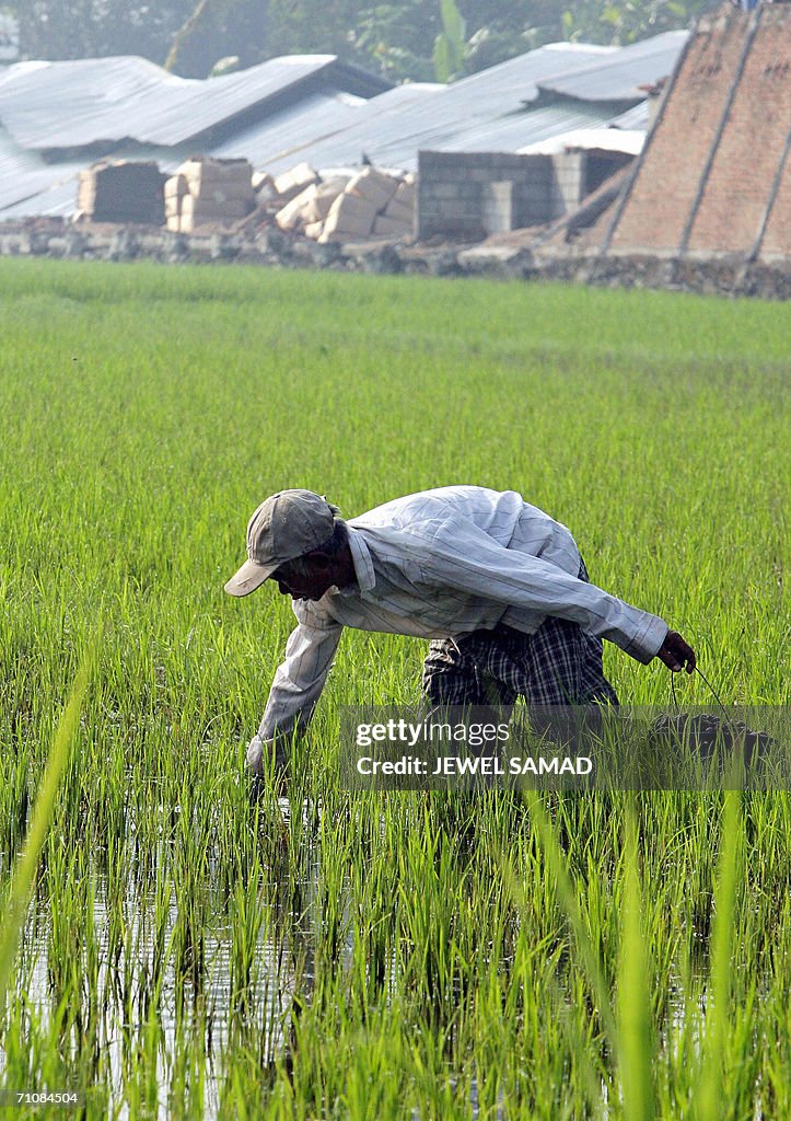 An earthquake victim collects shell from a paddy field for his... News ...