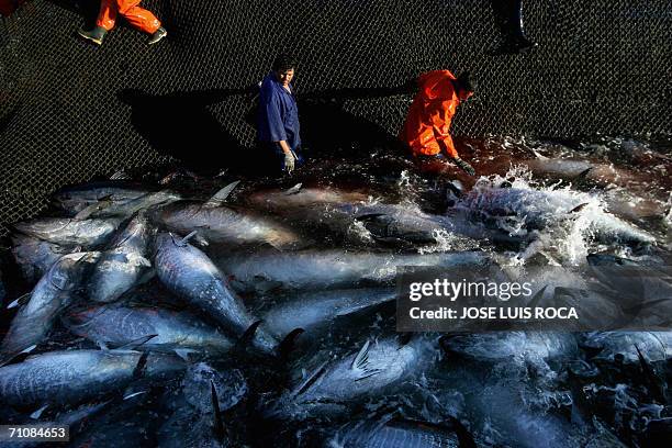 Fishermen haul out the tuna during the "Almadraba" in Zahara de los Atunes, southern Spain, 25 May 2006. The "Almadraba" is a traditional way of...