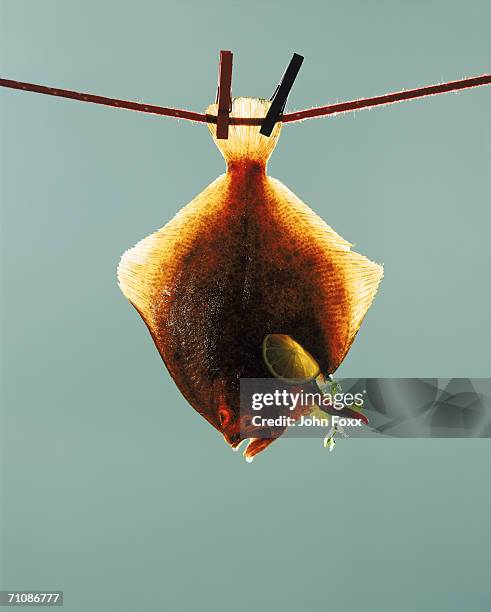 Hanging Fish Rope Flounder Fish Hanging On Rope Closeup High-Res Stock Photo - Getty Images