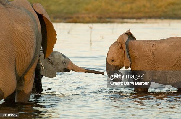 Balfour River Photos and Premium High Res Pictures Getty Images