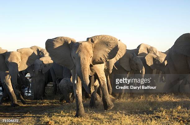portrait of african elephant (loxodonta africana) herd stampeding - stampede stock pictures, royalty-free photos & images