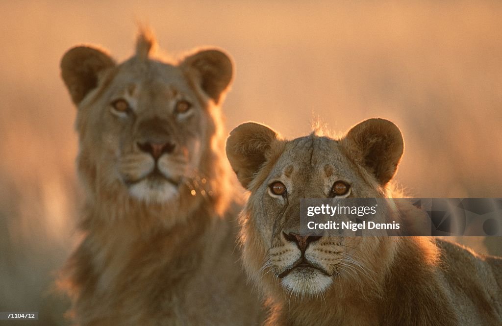 Portrait of Juvenile Lion (Panthera leo) Pair