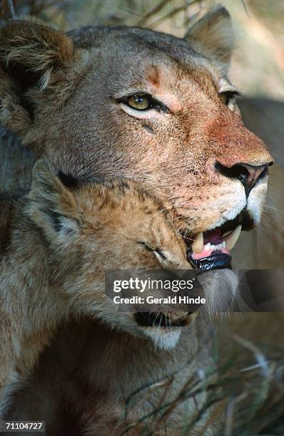 close-up of lioness (panthera leo) and cub - lion cub stock-fotos und bilder