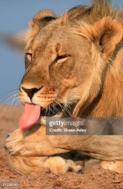 portrait of a juvenile male lion (panthera leo) licking his paw - male feet on face foto e immagini stock