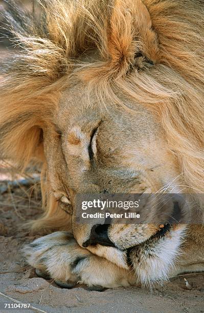 close-up of a male lion (panthera leo) sleeping - male feet on face stock-fotos und bilder