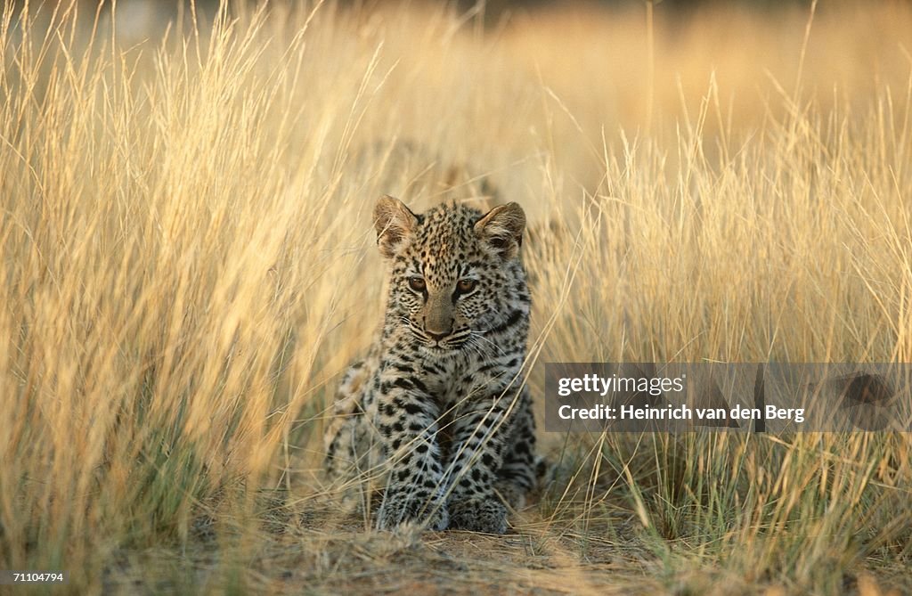Leopard (Panthera pardus) Cub Sitting in the Long Grass