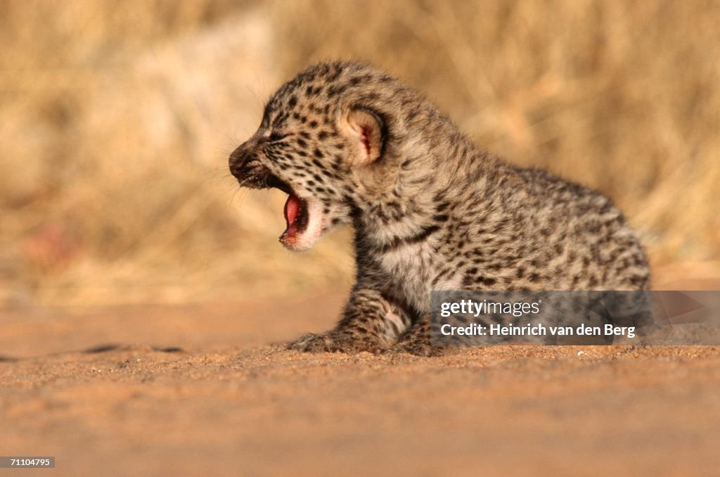 New Born Leopard (Panthera pardus) Cub on Bushveld Plain