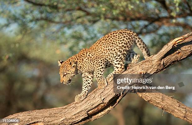 leopard (panthera pardus) cub walking on tree branch - leopard cub stock pictures, royalty-free photos & images