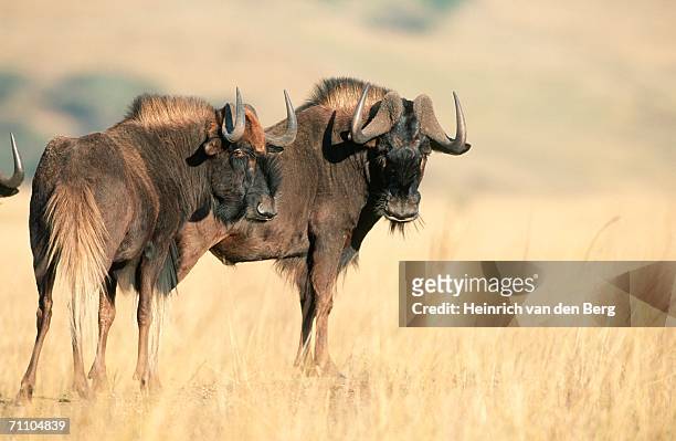 black wildebeest (connochaetes gnou) pair standing in the bushveld - black wildebeest stock pictures, royalty-free photos & images