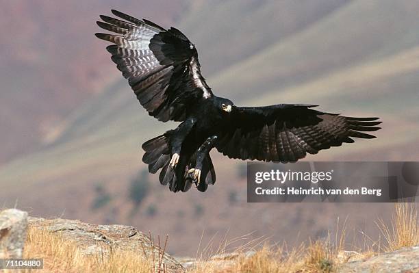 4,027 Black Eagle Stock Photos, High-Res Pictures, and Images - Getty Images