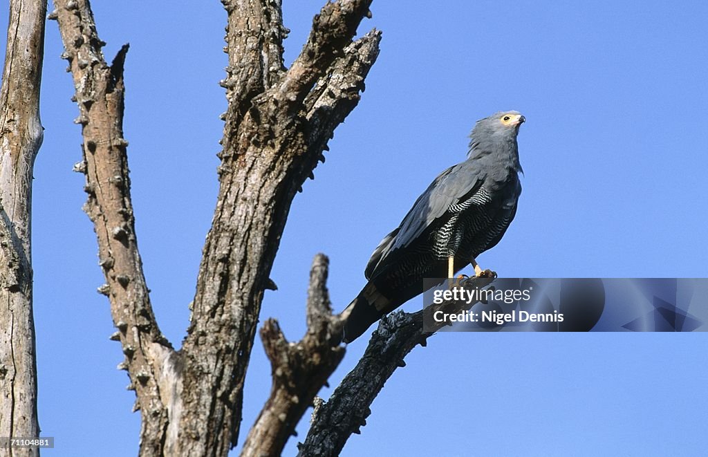 African Harrier Hawk (Gymnogene) (Polyboroides typus) Perched in a Tree