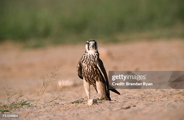 lanner falcon (falco biarmicus) standing on bushveld plain - alfaneque imagens e fotografias de stock