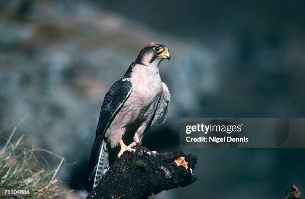 lanner falcon (falco biarmicus) perched on a tree stump - alfaneque imagens e fotografias de stock