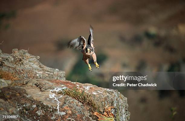 lanner falcon (falco biarmicus) taking off from a rock - alfaneque imagens e fotografias de stock