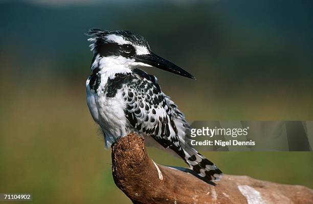 pied kingfisher (ceryle rudis) perched on a stump - riserva naturale di mkuze foto e immagini stock