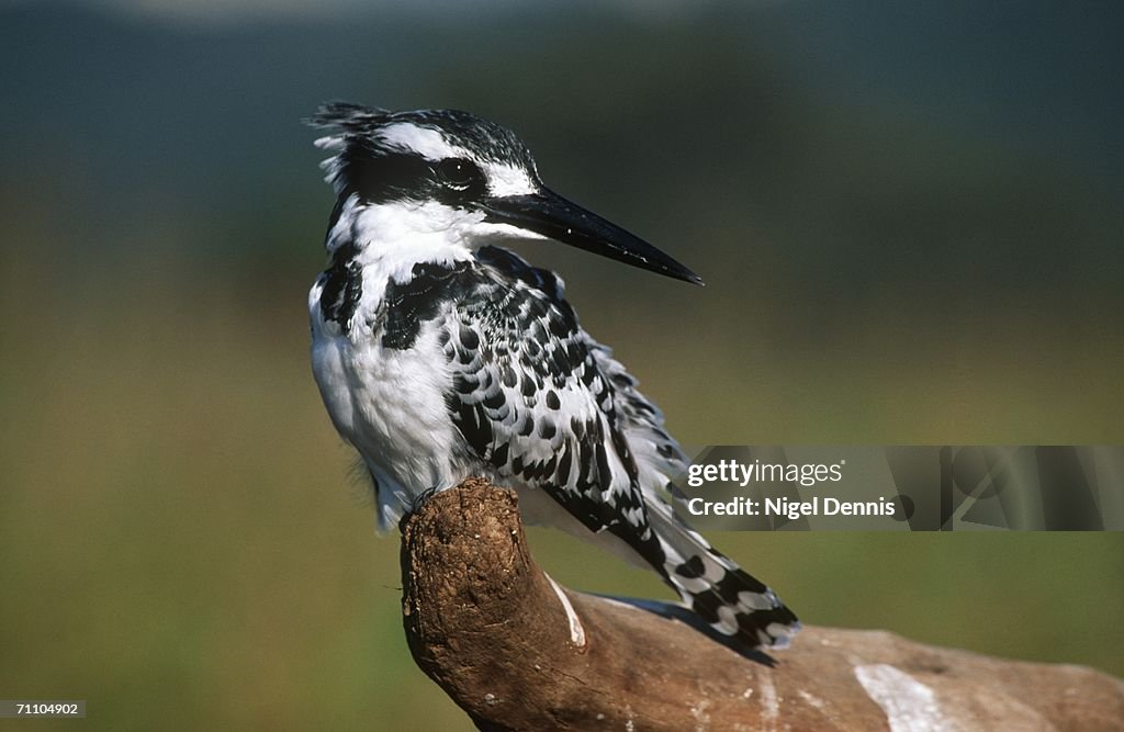 Pied Kingfisher (Ceryle rudis) Perched on a Stump