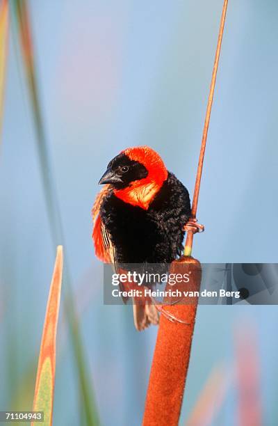 red bishop (euplectes hordeaceus) perched on a reed - euplectes orix stock pictures, royalty-free photos & images