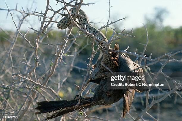 angolan python (python anchietae) with grey go-away-bird (lourie) (corythaixoides concolor) kill in tree - angolan python stock pictures, royalty-free photos & images