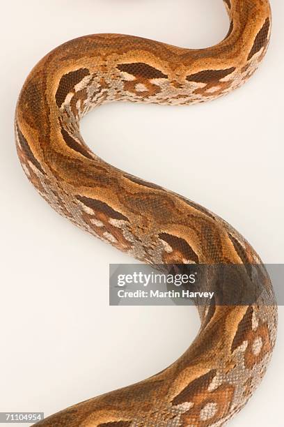 portrait of part of the body of a madagascar ground boa (acrantophis madagascariensis) - madagascar boa stock pictures, royalty-free photos & images